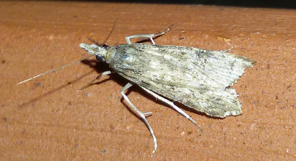 Crambidae