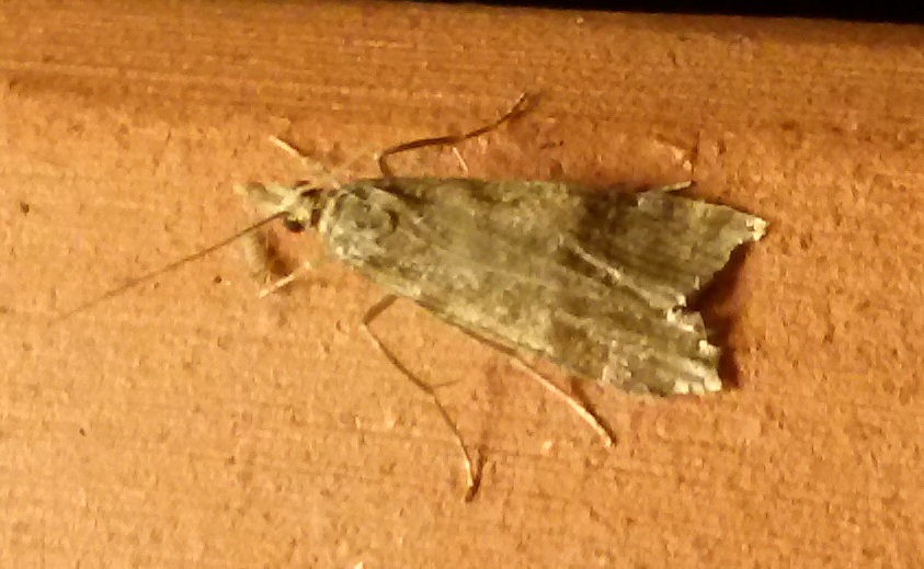 Crambidae