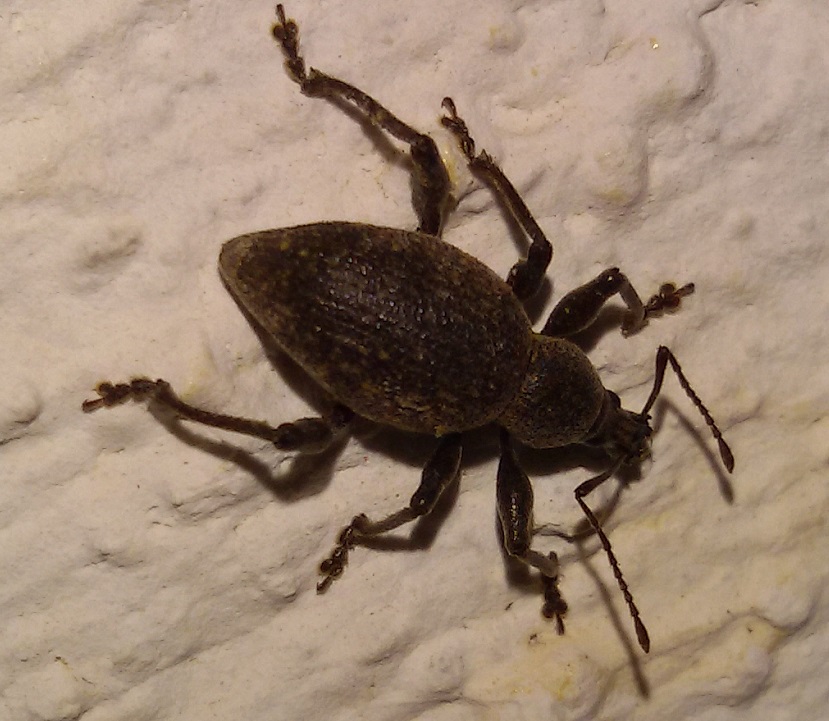 Otiorhynchus?   No, Dodecastichus consentaneus