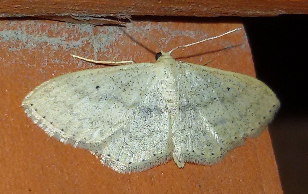Ancora Scopula minorata?
