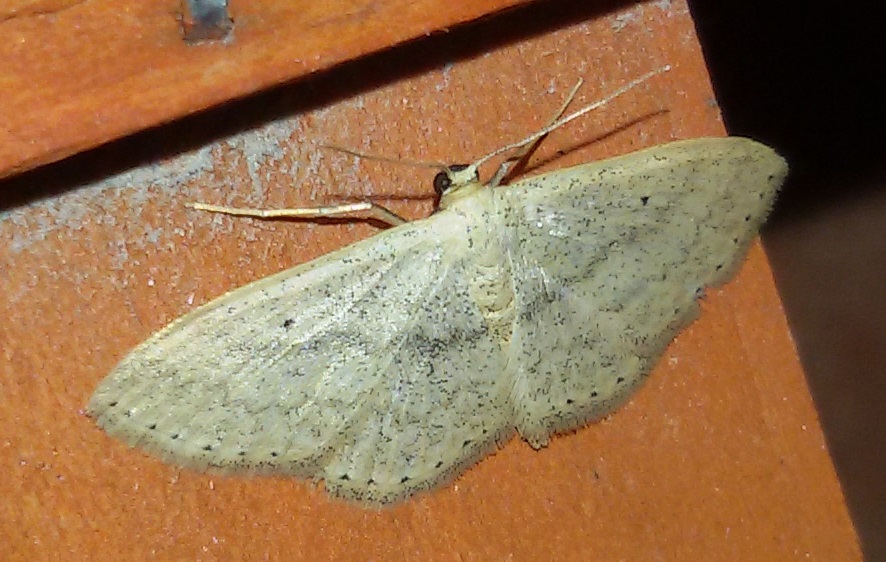 Ancora Scopula minorata?