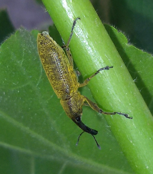 Curculionidae: Lixus pulverulentus