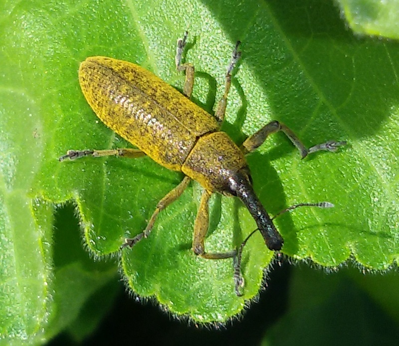 Curculionidae: Lixus pulverulentus