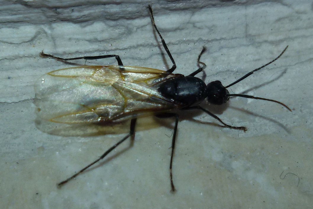 Formica alata:  Camponotus vagus, maschio
