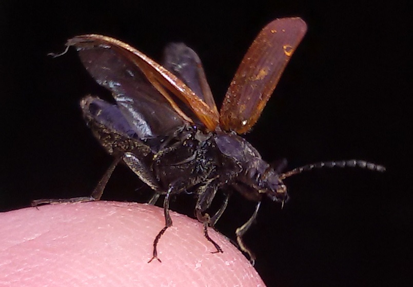 Omophlus? No, Megischia curvipes, Tenebrionidae