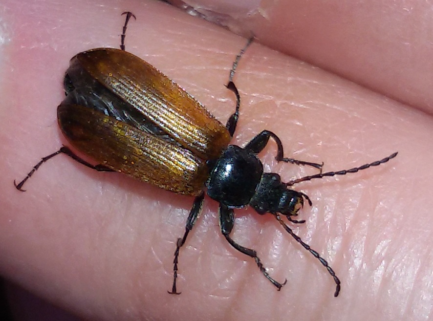 Omophlus? No, Megischia curvipes, Tenebrionidae