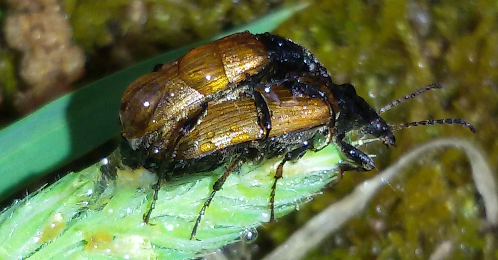 Omophlus? No, Megischia curvipes, Tenebrionidae