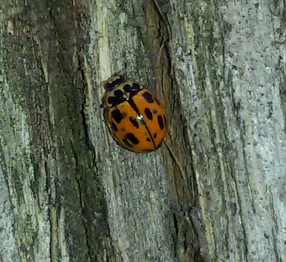 Propylea quatuordecimpunctata? S.