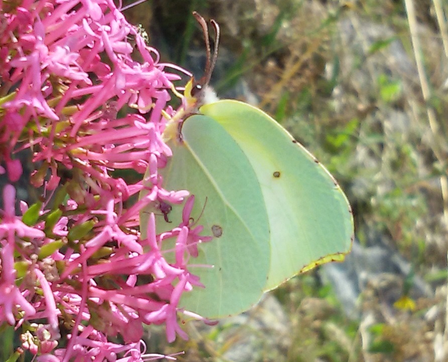 Gonepteryx cleopatra? S