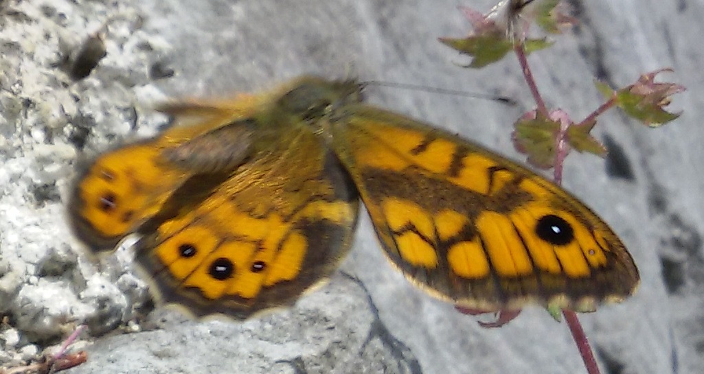 Lasiommata maera? No, L. megera - Nymphalidae
