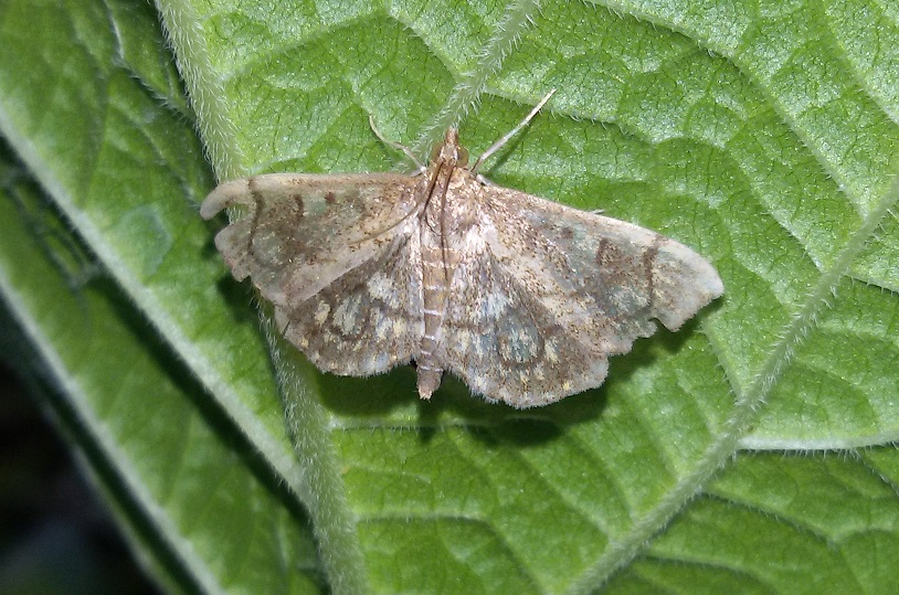 Anania coronata?