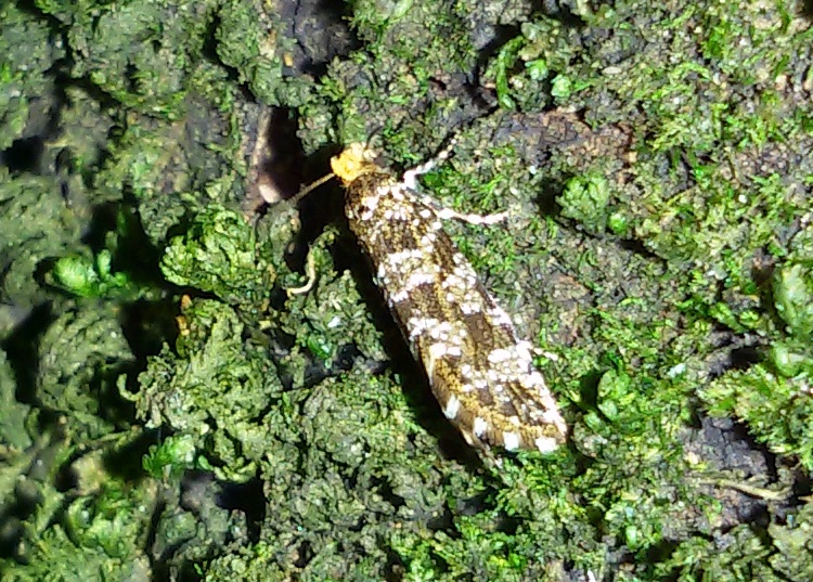 Triaxomera parasitella? S