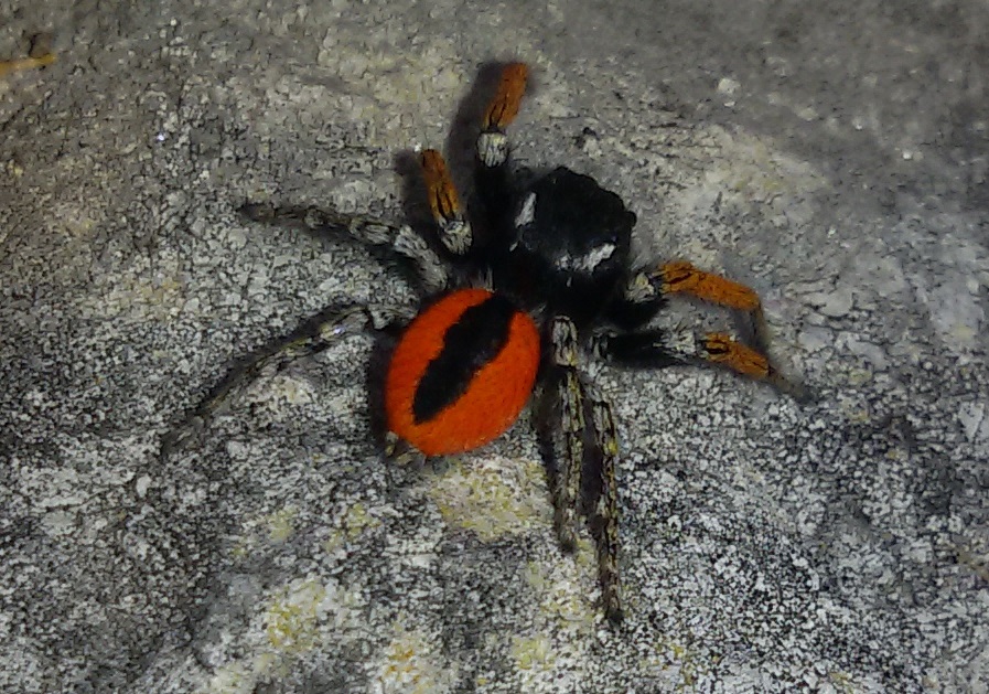 Philaeus chrysops