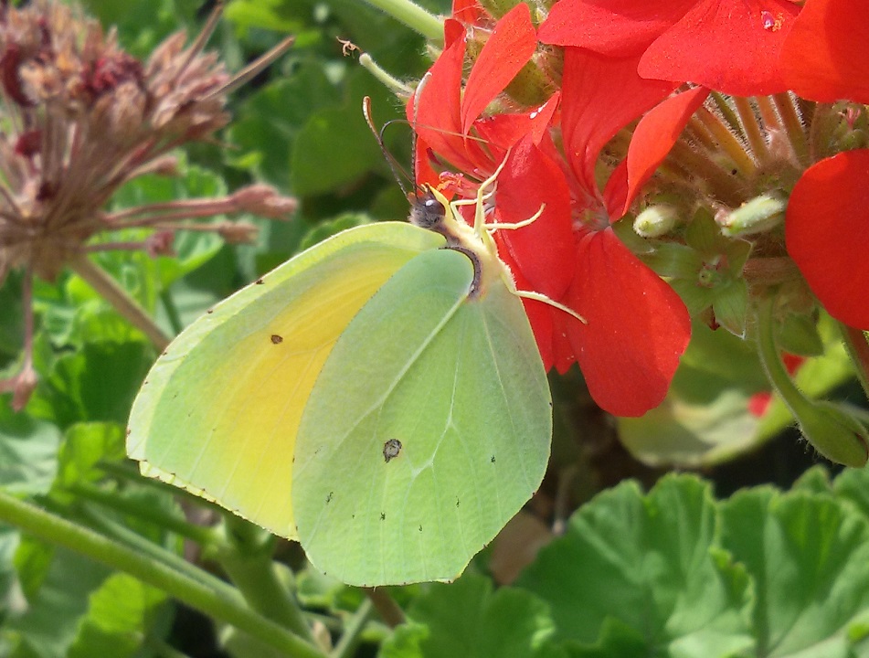 Gonepteryx cleopatra? S