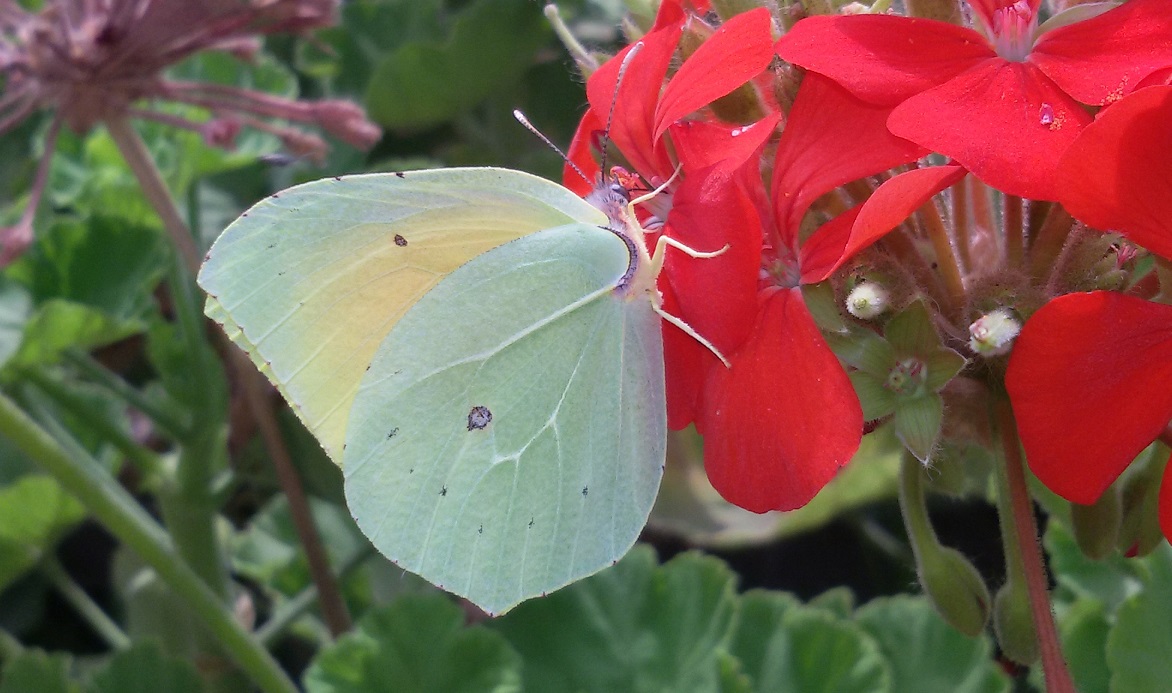 Gonepteryx cleopatra? S