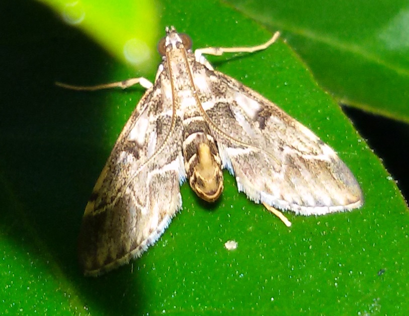 Crambidae - Duponchelia fovealis? S