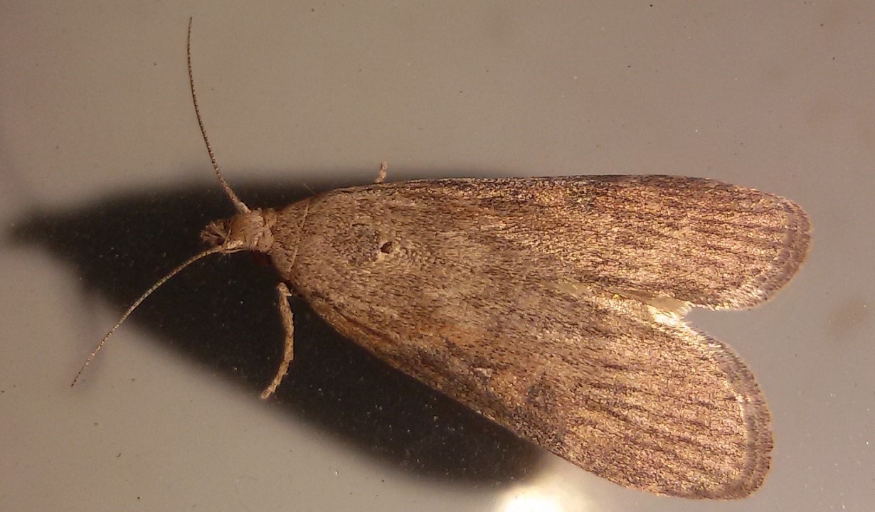 Crambidae? No, Pyralidae: Lamoria anella