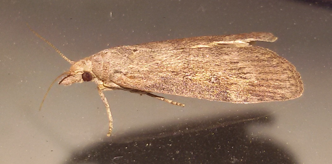Crambidae? No, Pyralidae: Lamoria anella