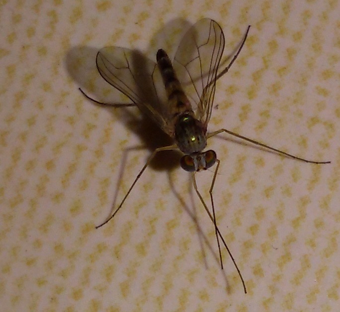 Sciapus?