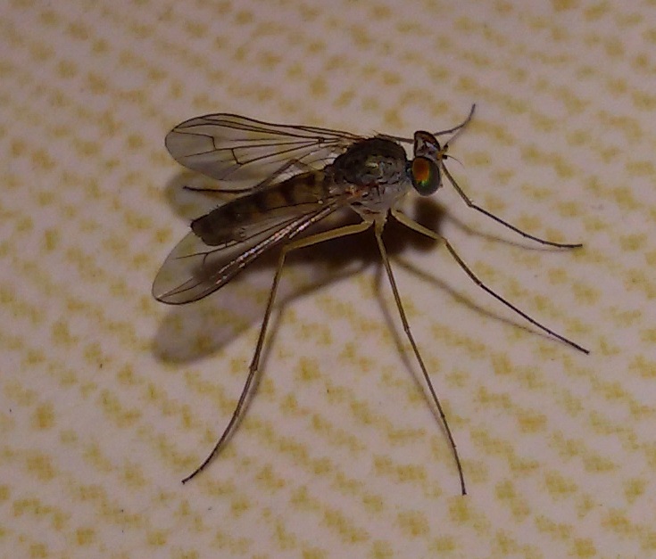 Sciapus?