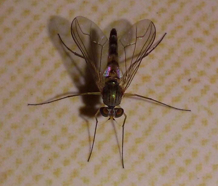 Sciapus?
