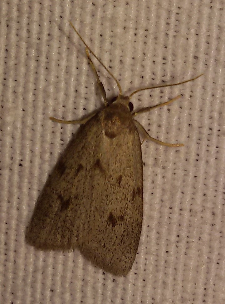 Apaidia rufeola? S