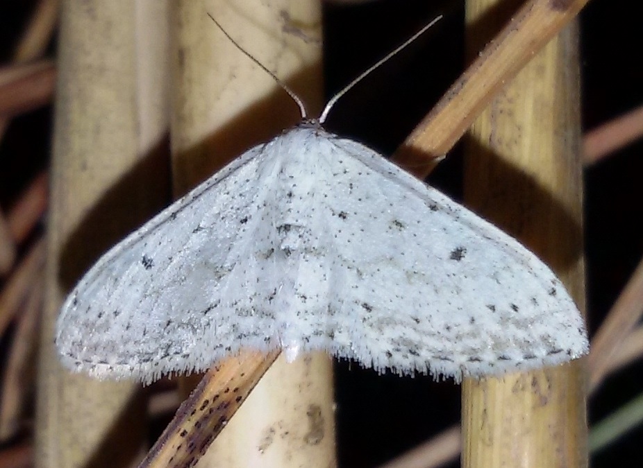 Idaea seriata? S