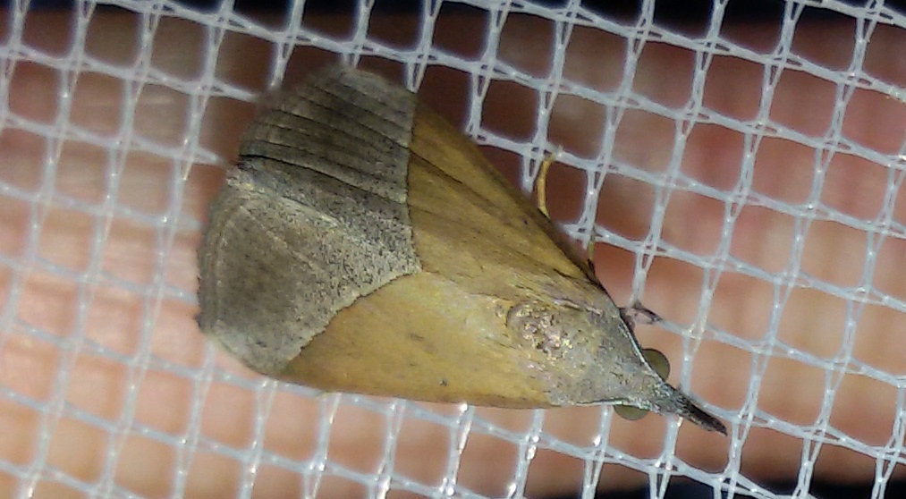 Hypena lividalis