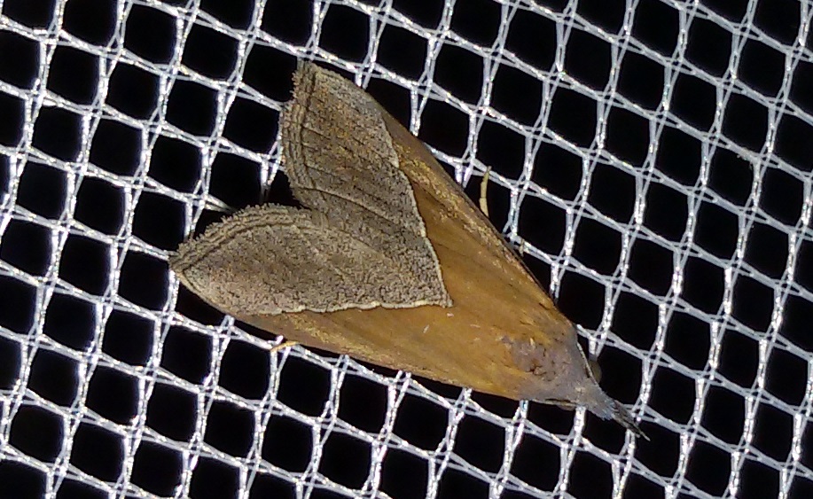 Hypena lividalis