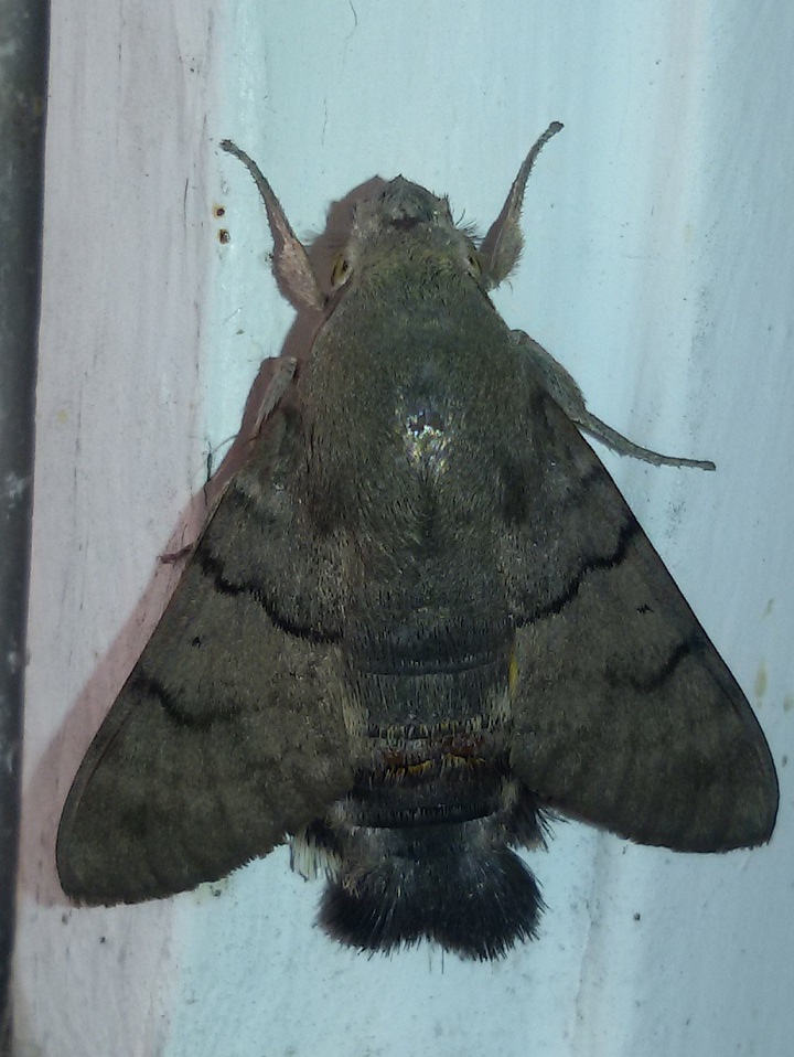 Macroglossum stellatarum