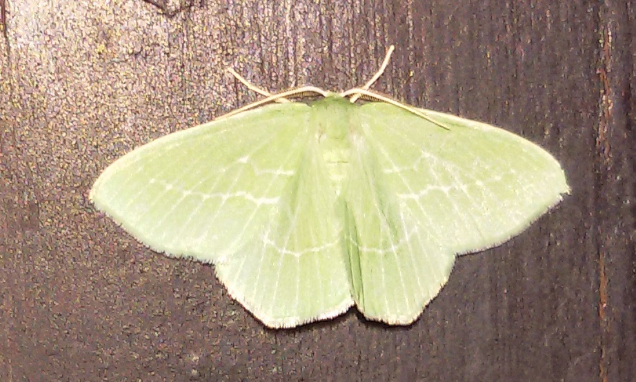 Hemistola chrysoprasaria? Hemistola cfr. siciliana, Geometridae
