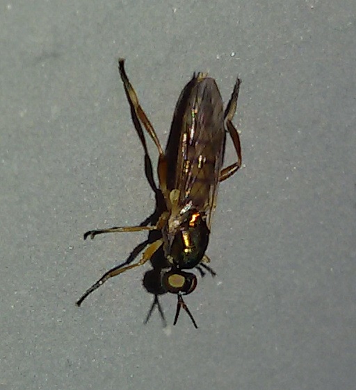 Stratiomyidae: Chorisops  nagatomii