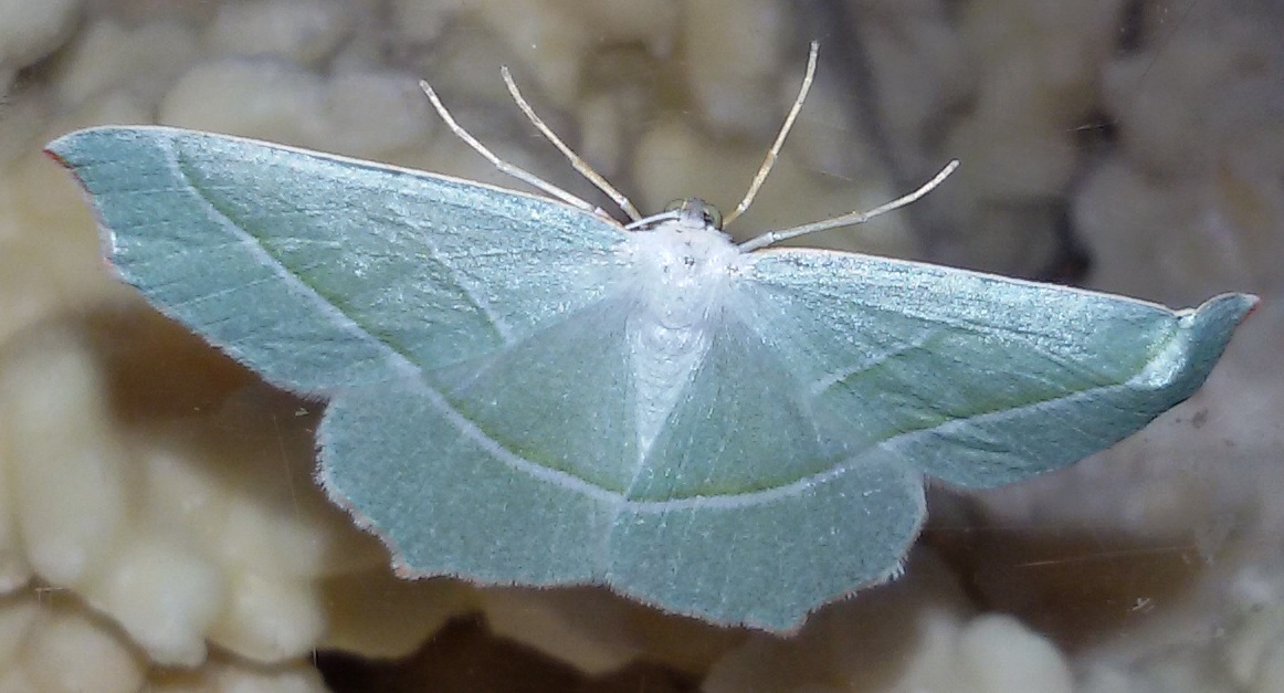 Campaea margaritata? S