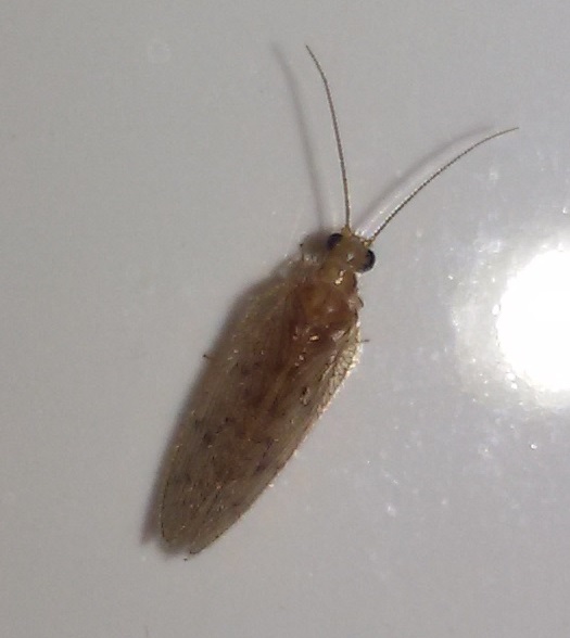 Emerobiidae:  Sympherobius fallax?  S !