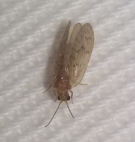 Emerobiidae:  Sympherobius fallax?  S !