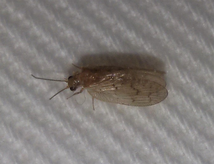 Emerobiidae:  Sympherobius fallax?  S !