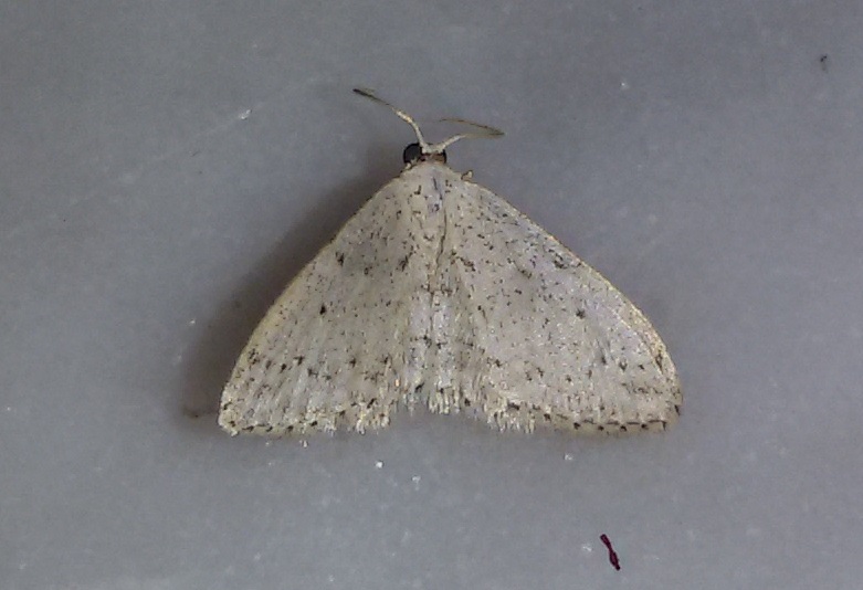 Idaea seriata, Geometridae? S