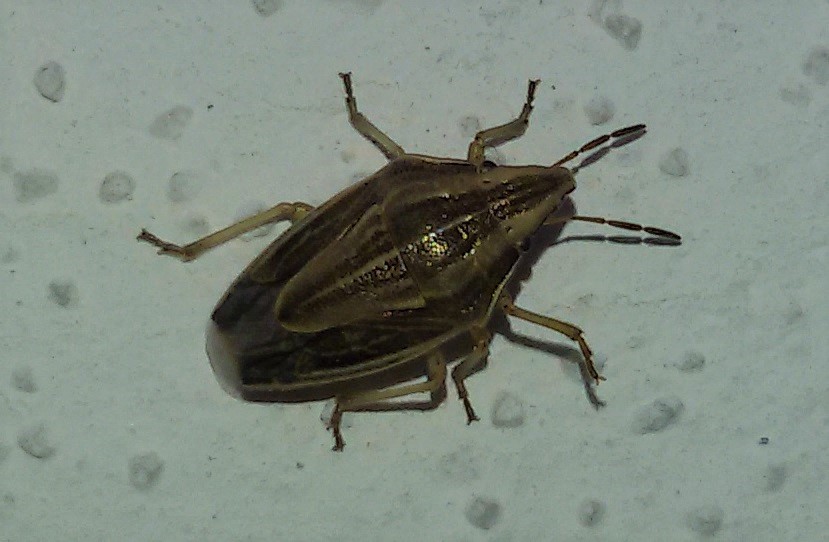 Pentatomidae: Aelia acuminata?  S!