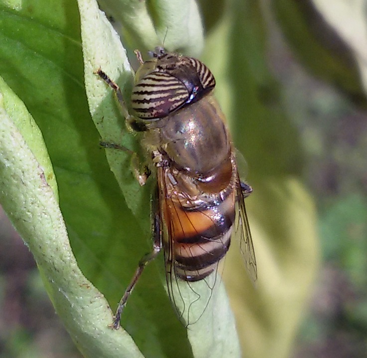 Eristalinus taeniops