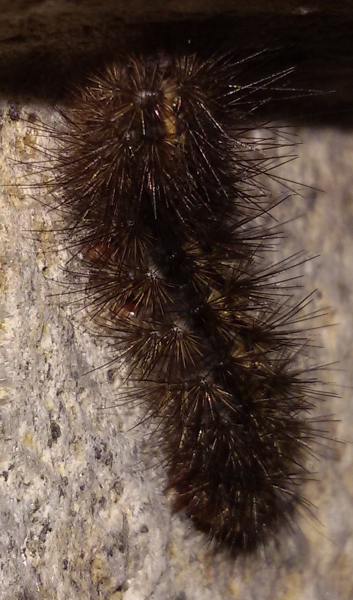 Bruco di Phragmatobia fuliginosa? Spilosoma lubricipedum (cfr.), Erebidae Arctiinae