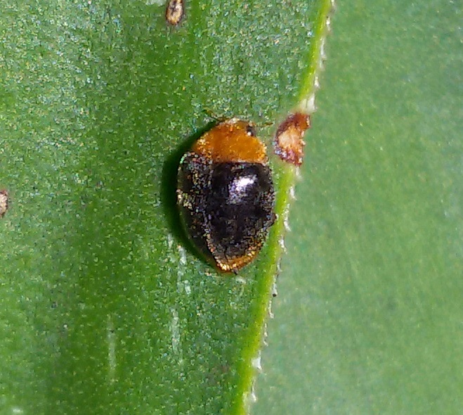 Coccinellidae:  Cryptolaemus montrouzieri?  S !