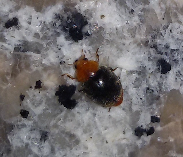 Coccinellidae:  Cryptolaemus montrouzieri?  S !