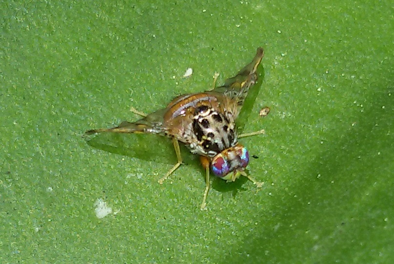 Tephritidae: Ceratitis capitata