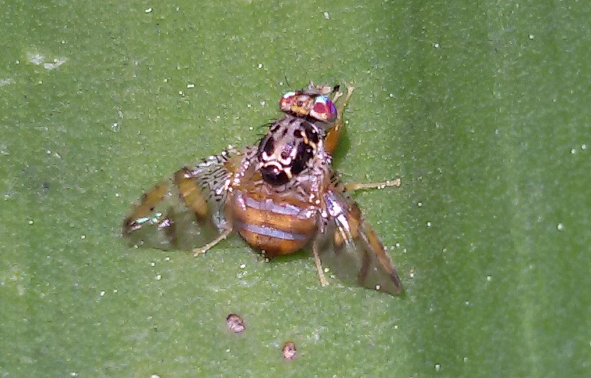 Tephritidae: Ceratitis capitata