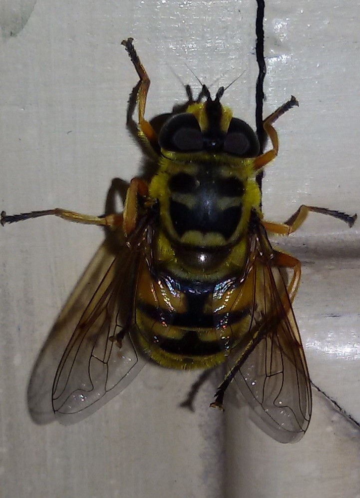 Syrphidae:  Myathropa florea, femmina
