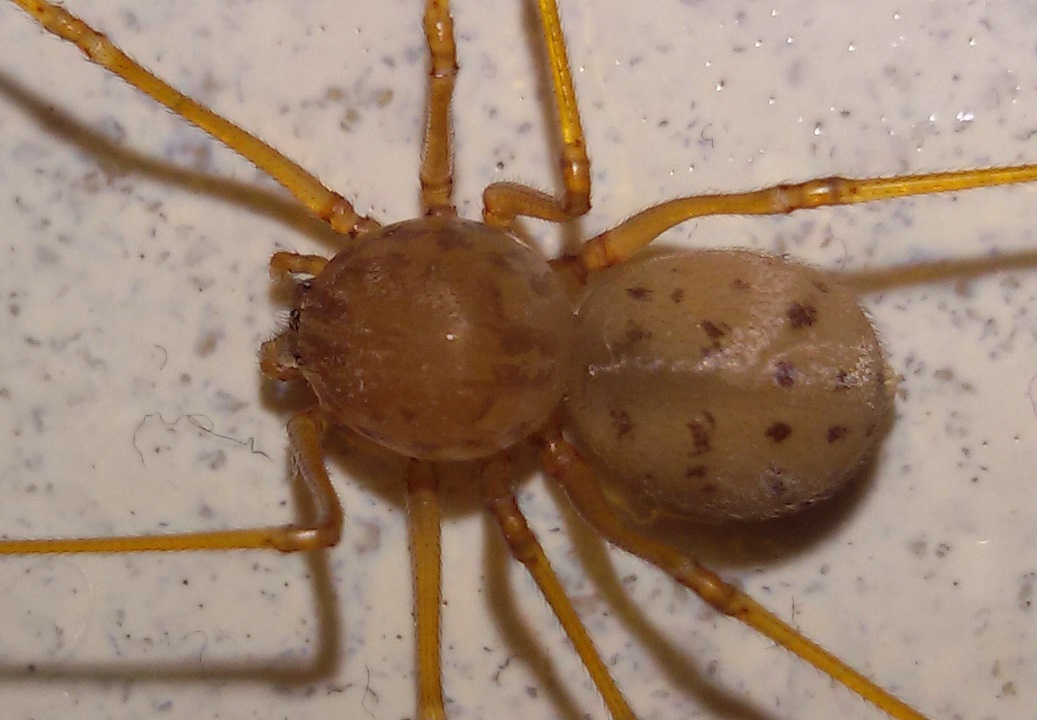 Scytodes sp.  - Torre del Greco (NA)