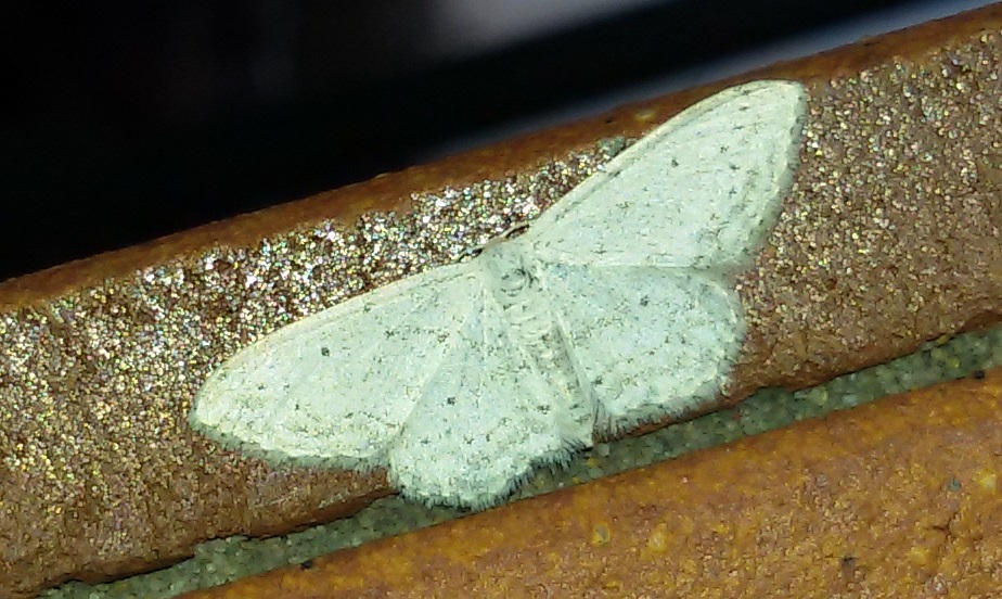 Idaea seriata, Geometridae? S