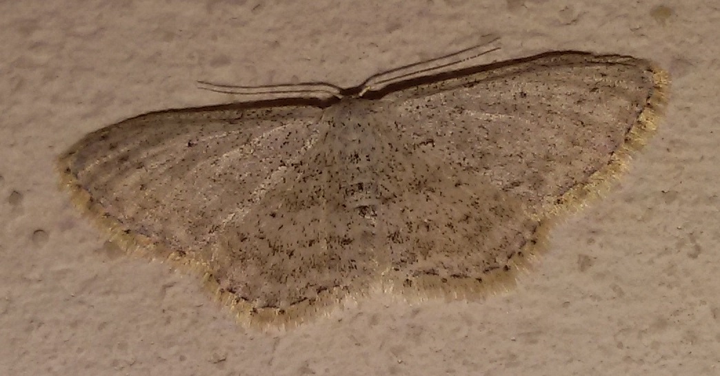 Idaea seriata, Geometridae? S