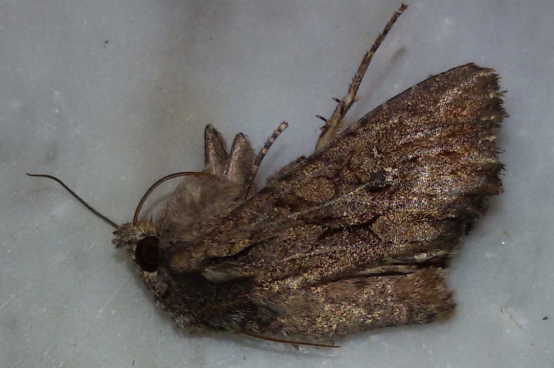 Esemplare trovato morto - Mniotype sp. (cfr.), Noctuidae