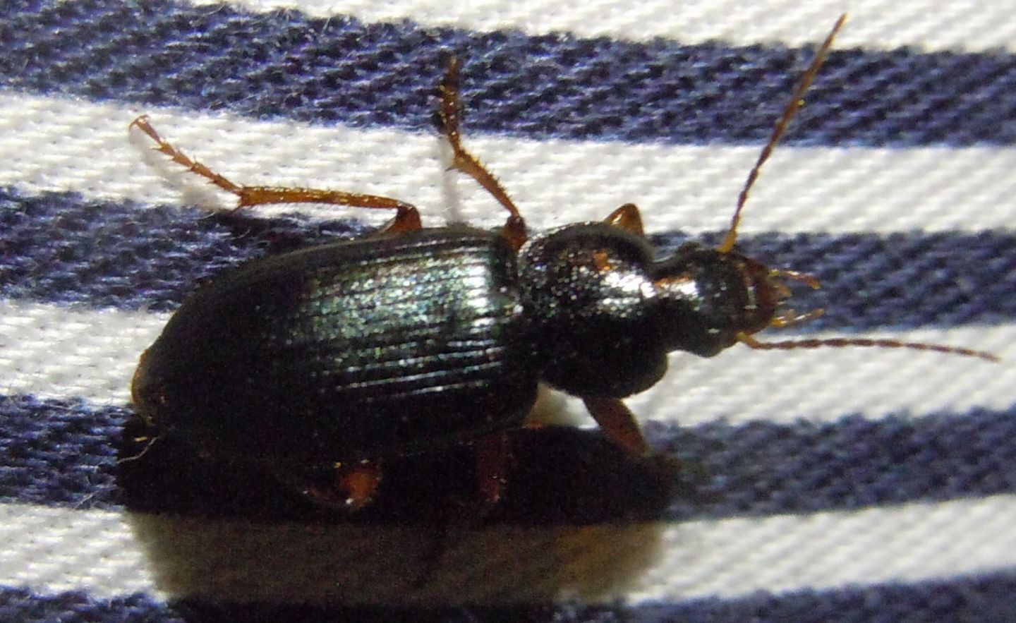 Ophonus ardosiacus  e Pseudoophonus rufipes  (Carabidae)